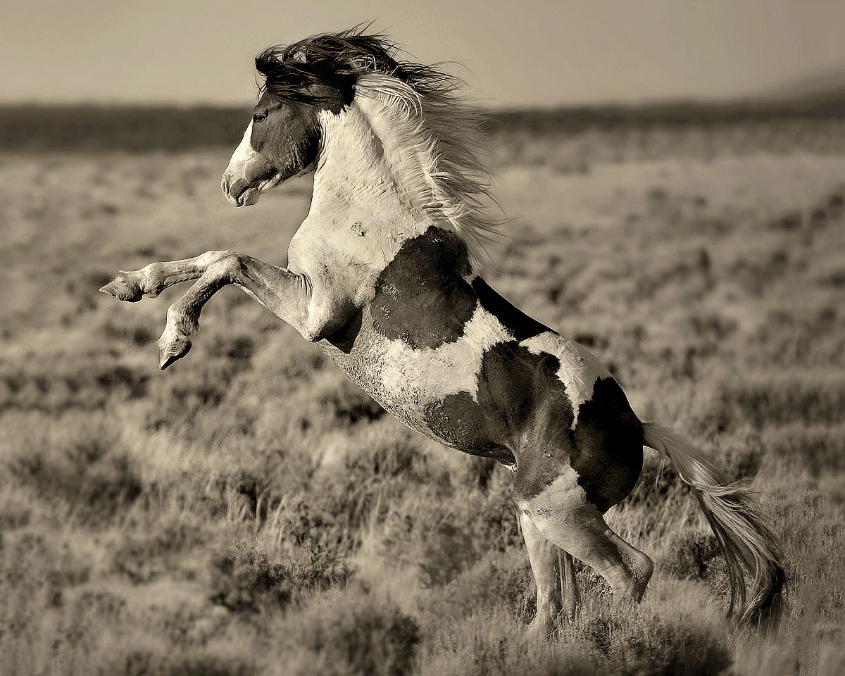 Wild Painted Pony